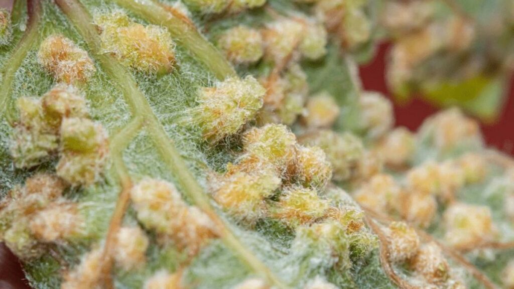 filoxera teneriffa boden nachweis weinbau krise