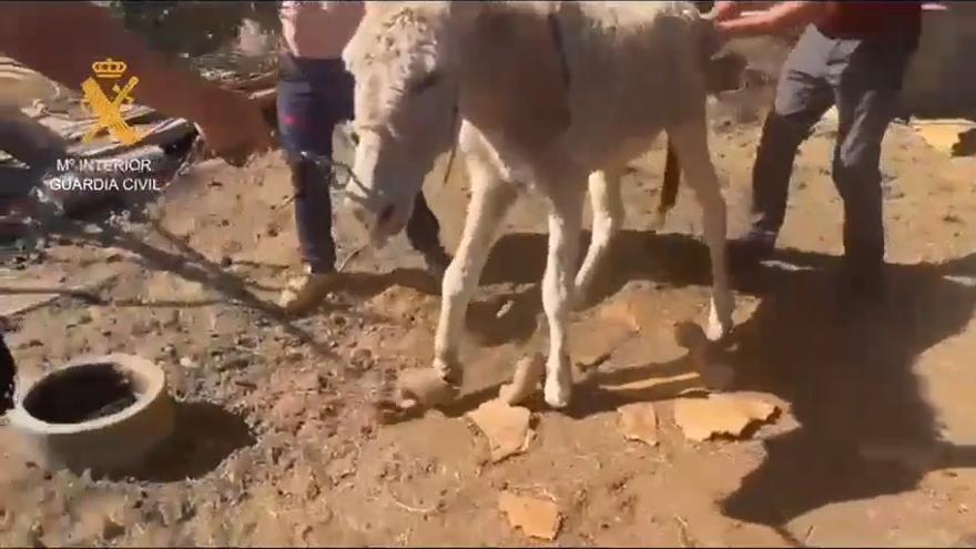 tierquaelerei gran canaria vecindario seprona