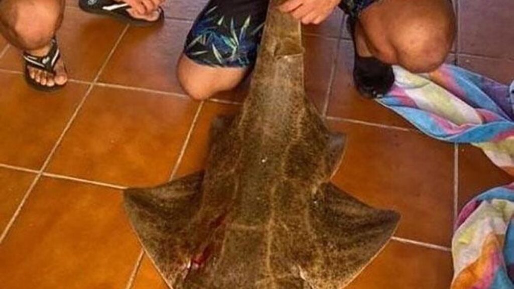 verurteilung fischer engelhai fang lanzarote