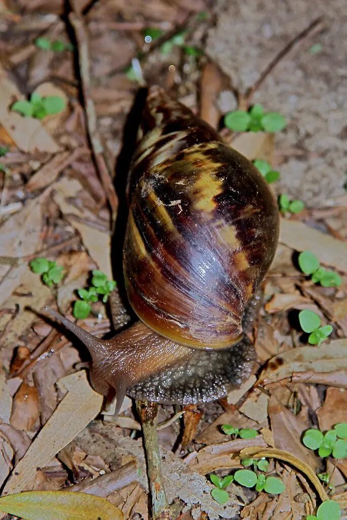 Gefährliche Tiere auf Teneriffa