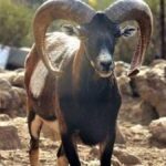 muflon jagd teneriffa wege teide nationalpark gesperrt