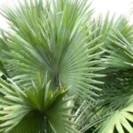 palmetum teneriffa palmenbluete einmalig