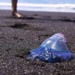 portugiesische galeere gran canaria straende galdar