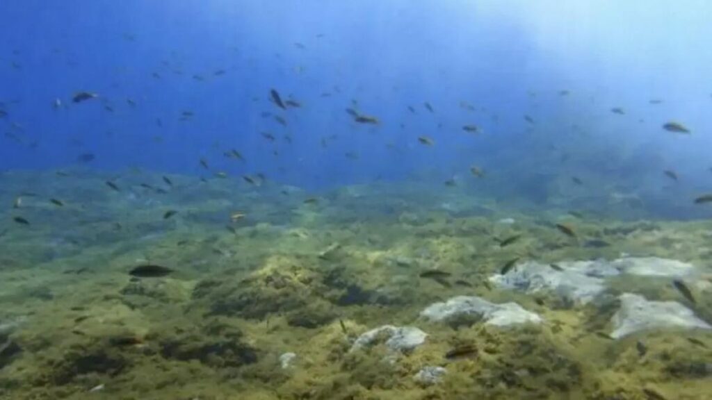 ciguatera vergiftung kleiner fisch kanaren studie