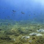 ciguatera vergiftung kleiner fisch kanaren studie