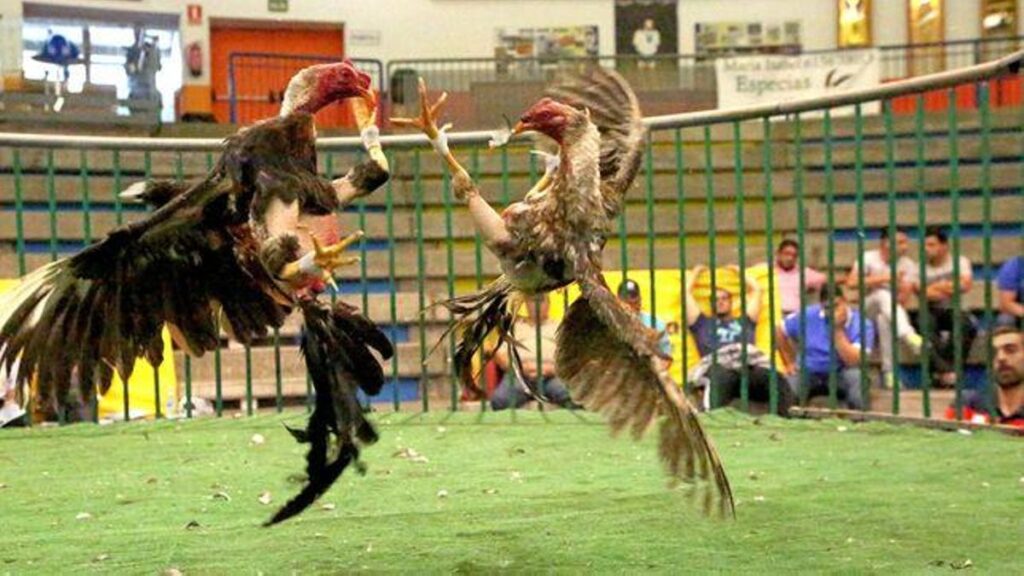 pacma klagt regierung hahnenkaempfe kanaren