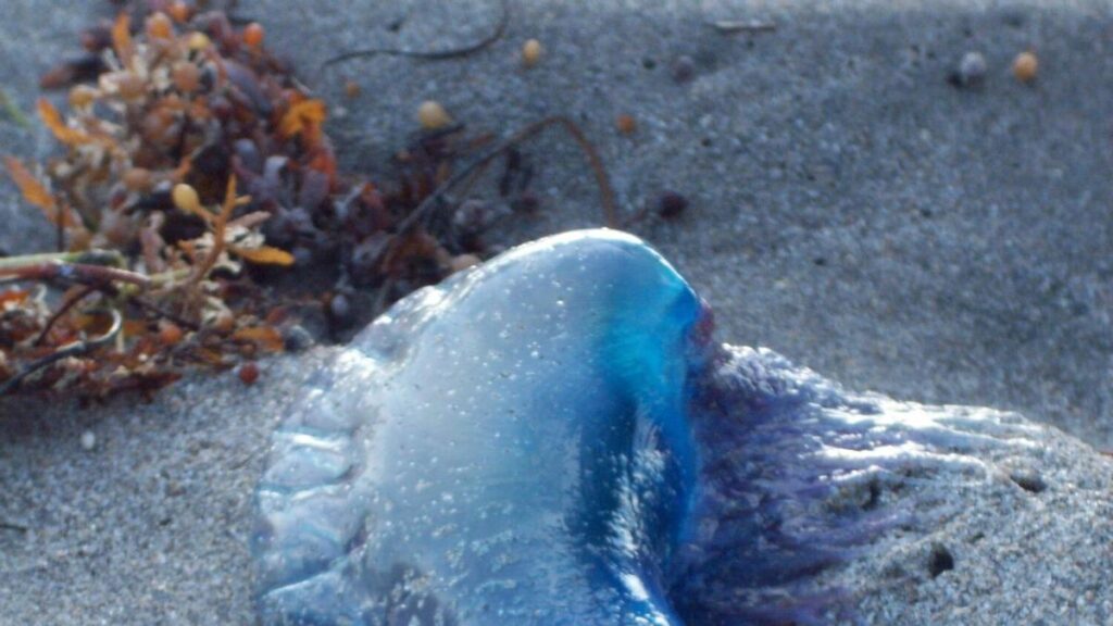 portugiesische galeeren garachico warnung