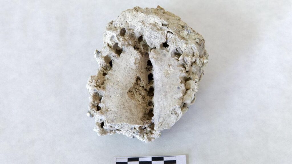 fossilier cardon teneriffa bedroht windpark