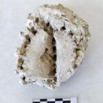 fossilier cardon teneriffa bedroht windpark