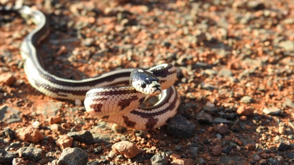 guardia civil ermittelt illegalen tierhandel zwischen inseln