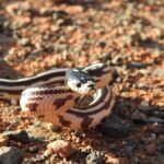 guardia civil ermittelt illegalen tierhandel zwischen inseln