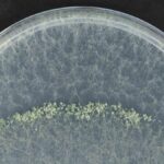 neuer pilz teneriffa bekaempft bananen krankheit