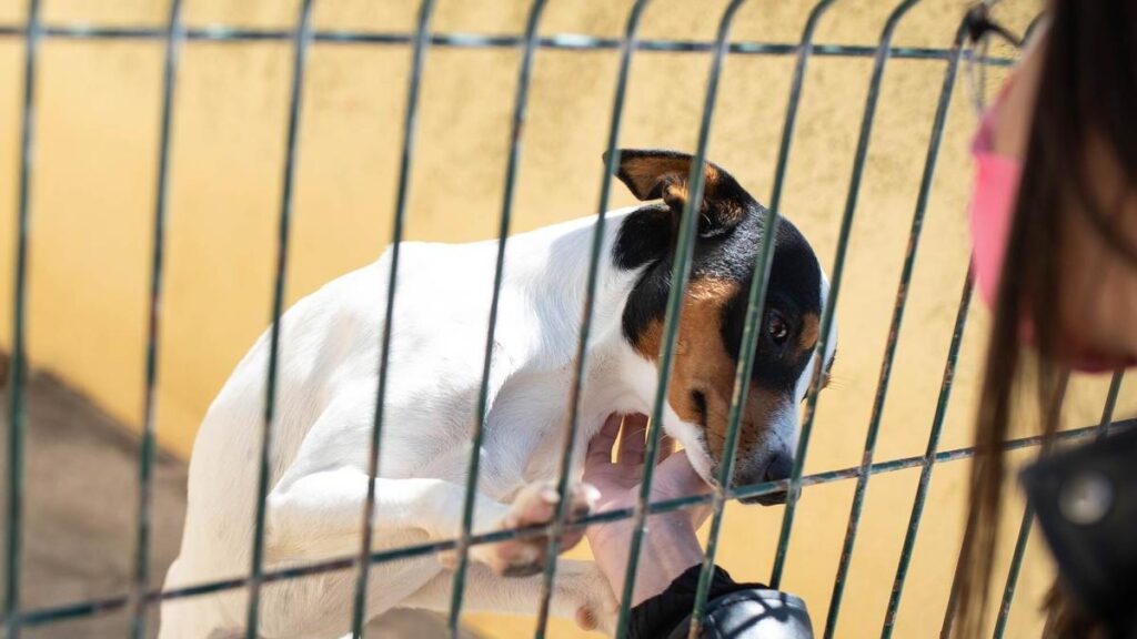 subventionen tierheime teneriffa 700000 euro