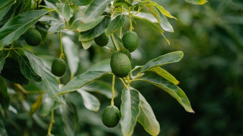 avocado boom kanaren produktion ausweitung