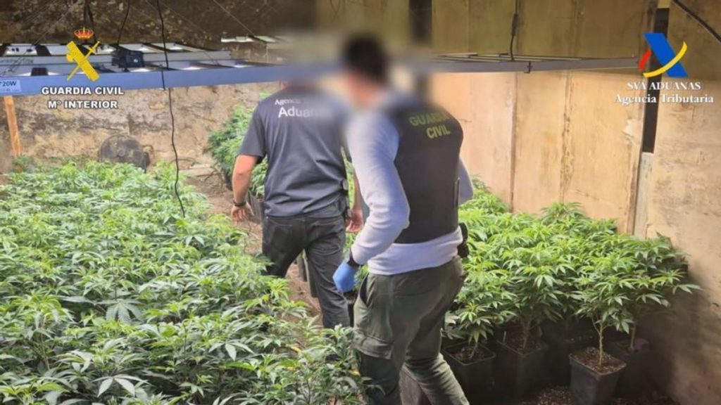 cannabis rosin teneriffa guardia civil operation hermit