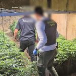 cannabis rosin teneriffa guardia civil operation hermit