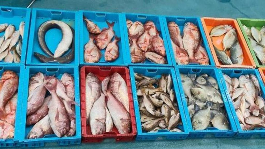 illegale fischerei la graciosa 230 kg fisch