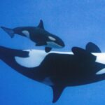 orca teno erster geburtstag loro parque teneriffa