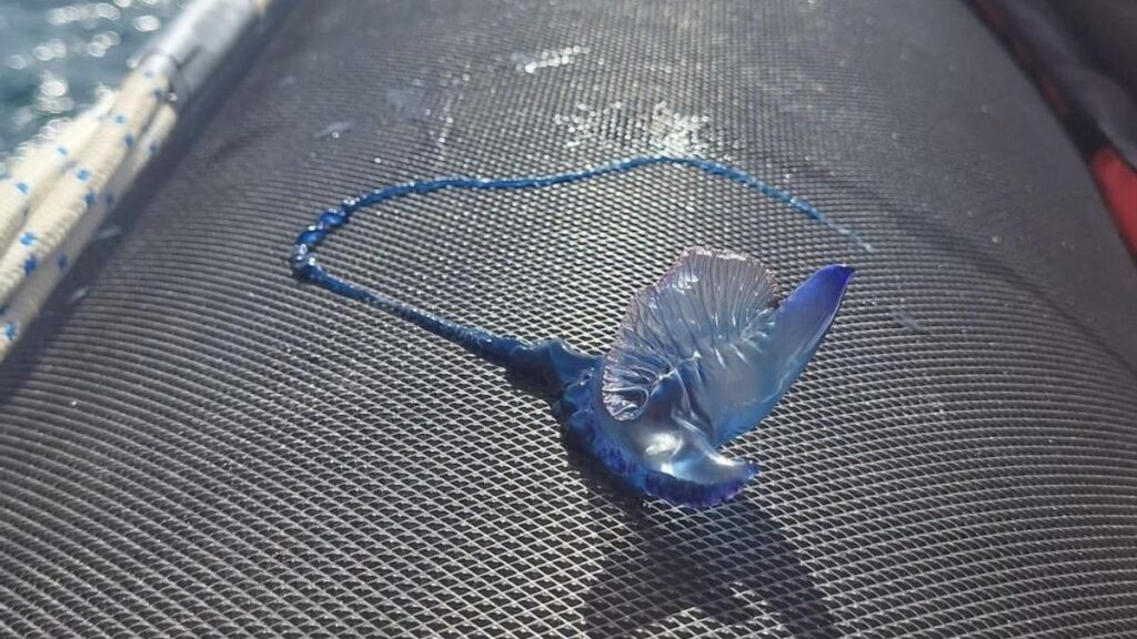 portugiesische galeeren strande santa cruz teneriffa