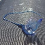 portugiesische galeeren strande santa cruz teneriffa