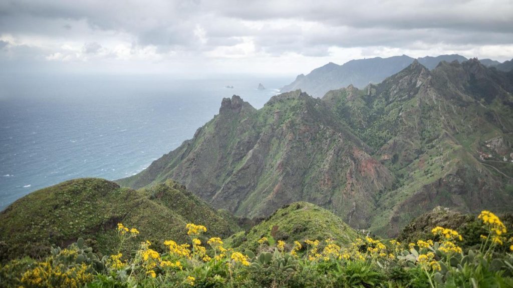 seltene schnecke canaridiscus engonatus entdeckung anaga teneriffa