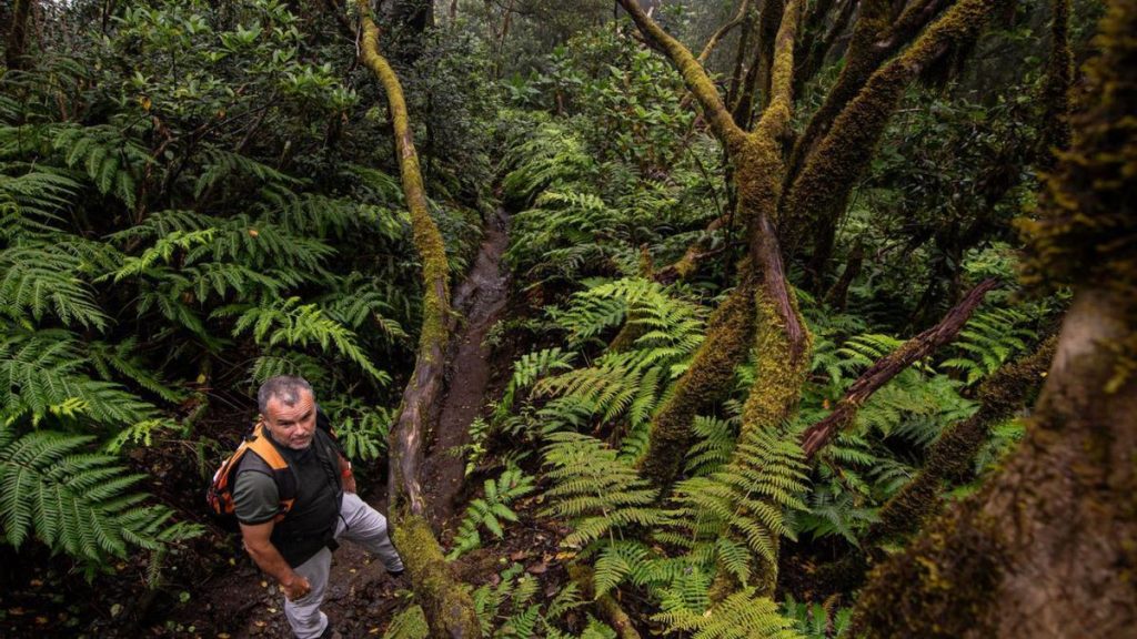 teneriffa pijaral oekosteuer zugang regelung
