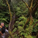 teneriffa pijaral oekosteuer zugang regelung