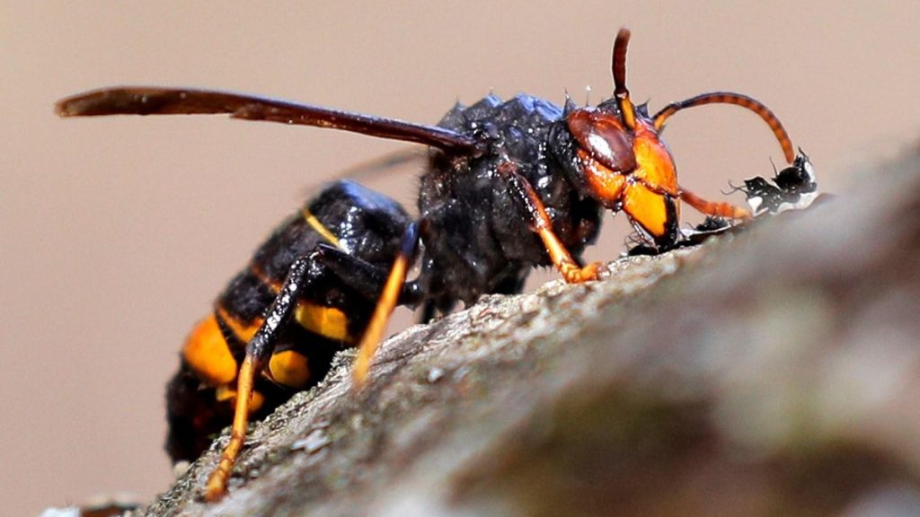 asiatische hornisse kanarische inseln entdeckt