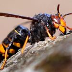 asiatische hornisse kanarische inseln entdeckt