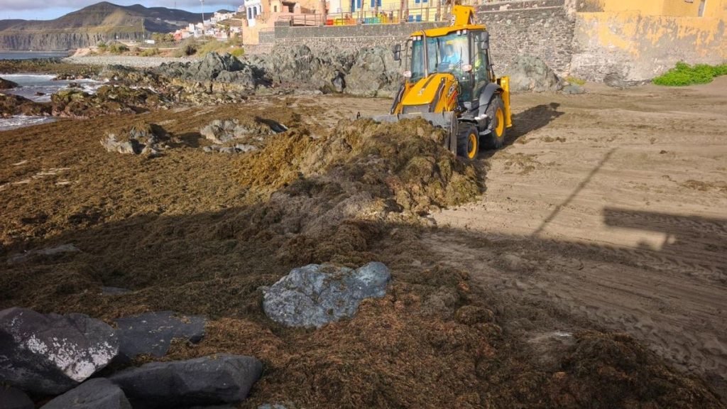 fuenf tonnen algen san cristobal las palmas