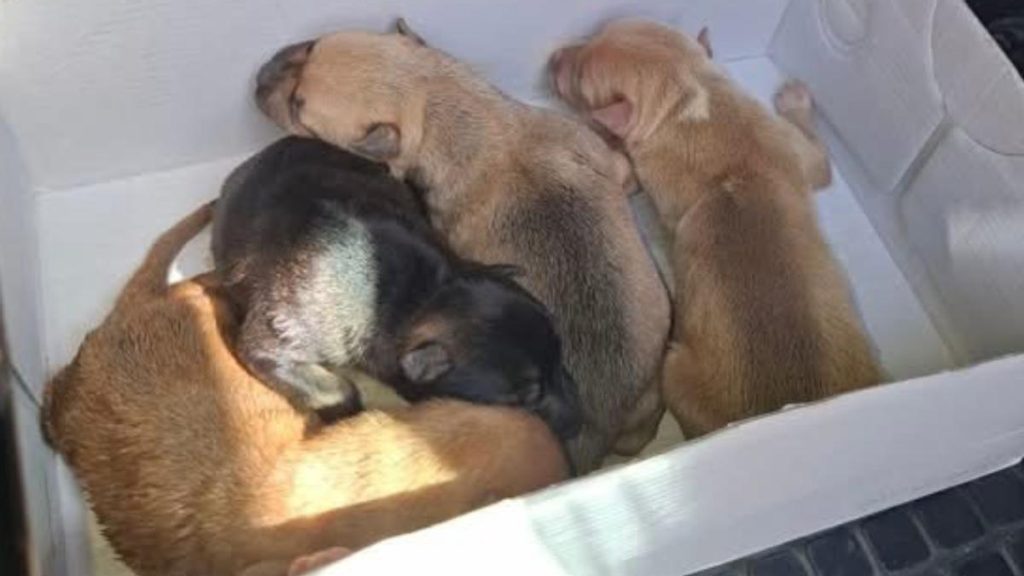 hundewelpen kleidercontainer fuerteventura