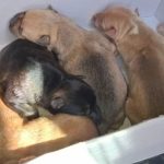 hundewelpen kleidercontainer fuerteventura