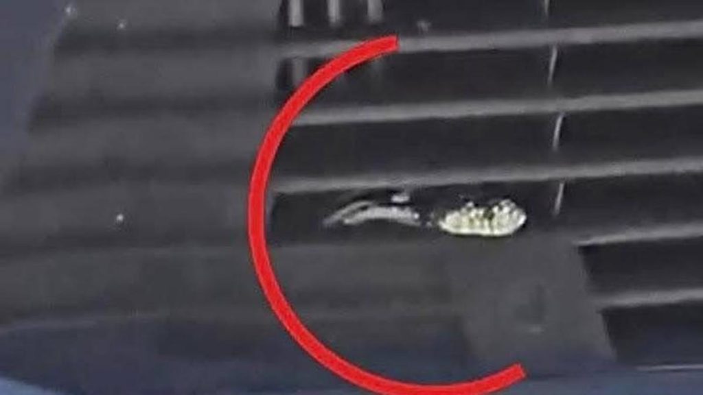 kalifornische schlangen agaete auto