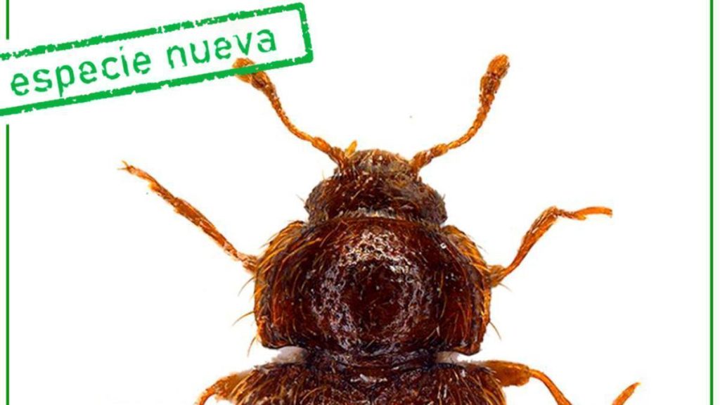 neue kaeferart teneriffa mycetaea tenerifensis
