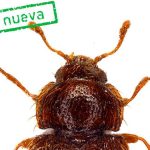 neue kaeferart teneriffa mycetaea tenerifensis