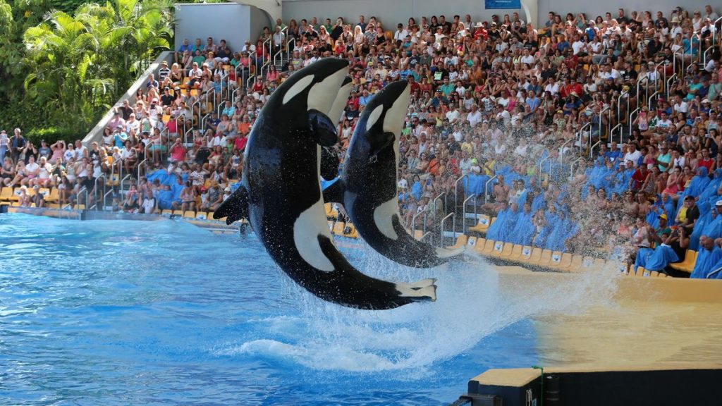 orcas marineland loro parque teneriffa