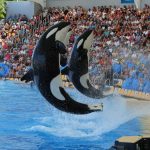 orcas marineland loro parque teneriffa