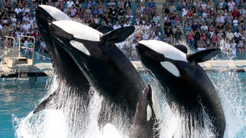 orcas marineland loro parque teneriffa transfer