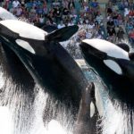 orcas marineland loro parque teneriffa transfer
