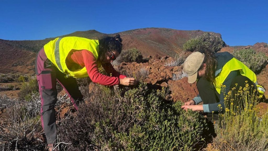 teide eisluftsee forschung pflanzen