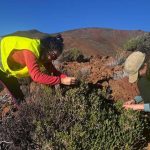 teide eisluftsee forschung pflanzen