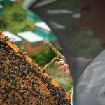 teneriffa honig imkerei krise klima etikettenschwindel