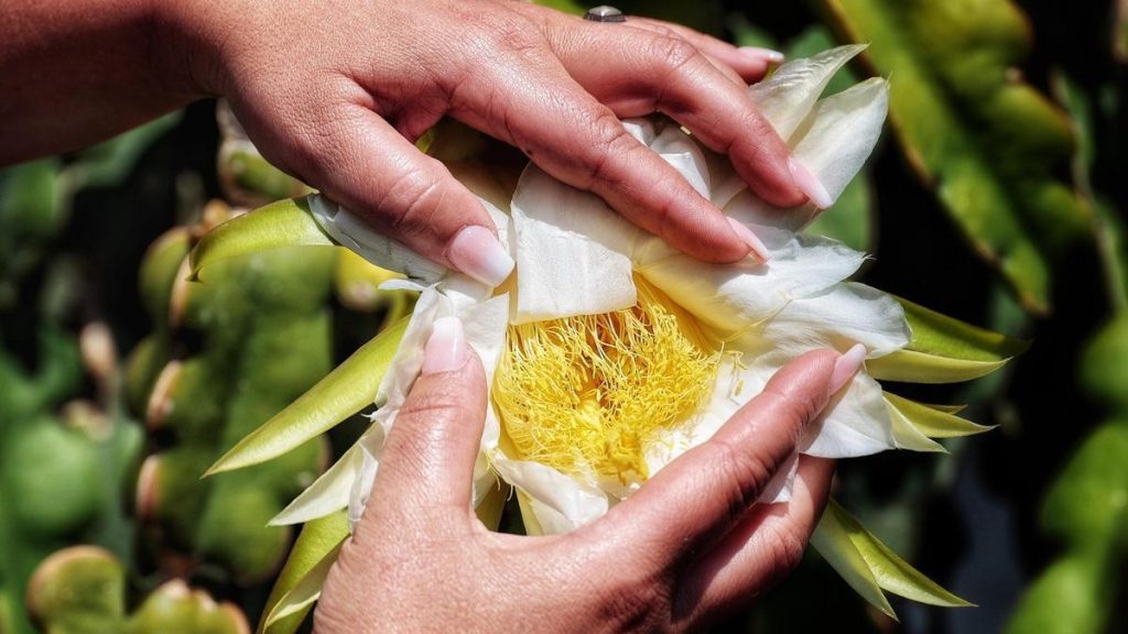 teneriffa tropische fruechte landwirtschaft wandel