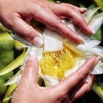 teneriffa tropische fruechte landwirtschaft wandel