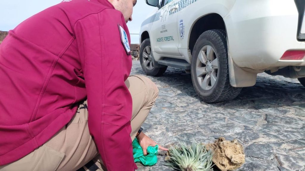 touristen entwurzeln rotschopf teide nationalpark