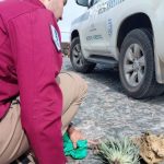 touristen entwurzeln rotschopf teide nationalpark