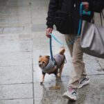 hund im museum teneriffa pilotprojekt