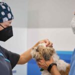 leishmaniose kanarische inseln studie ulpgc