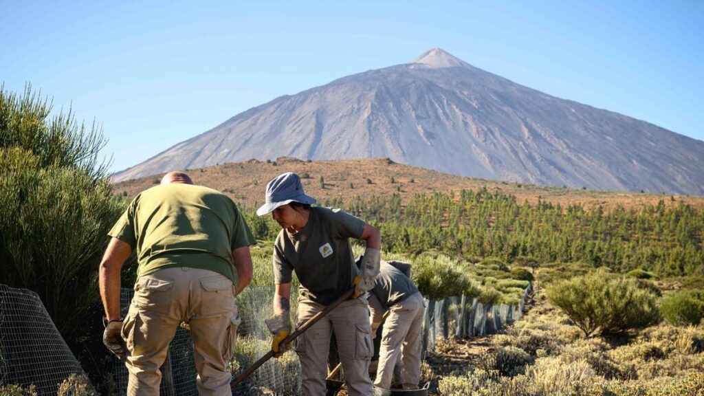 teide nationalpark schutz gipfelvegetation