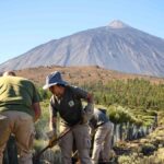 teide nationalpark schutz gipfelvegetation